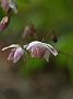 Epimedium young. Roseum